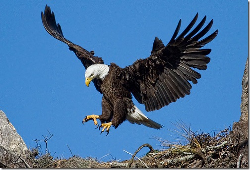 the eagle