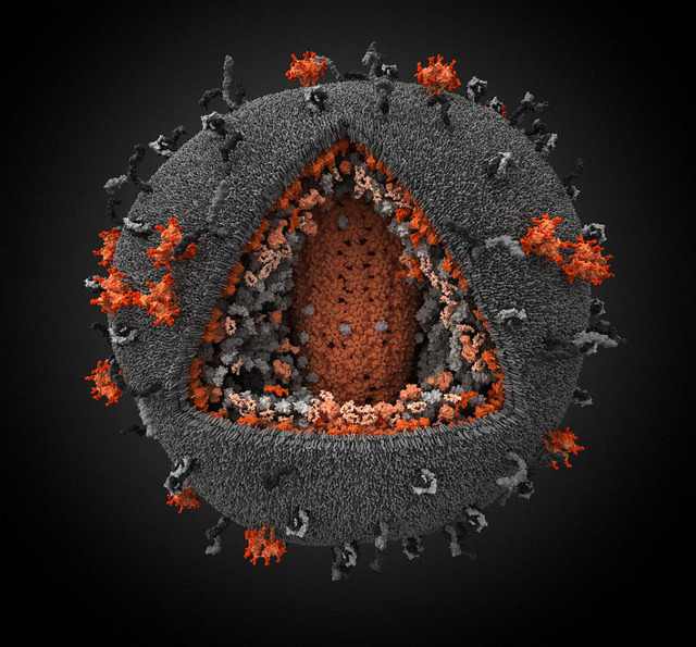 immuno virus 3d